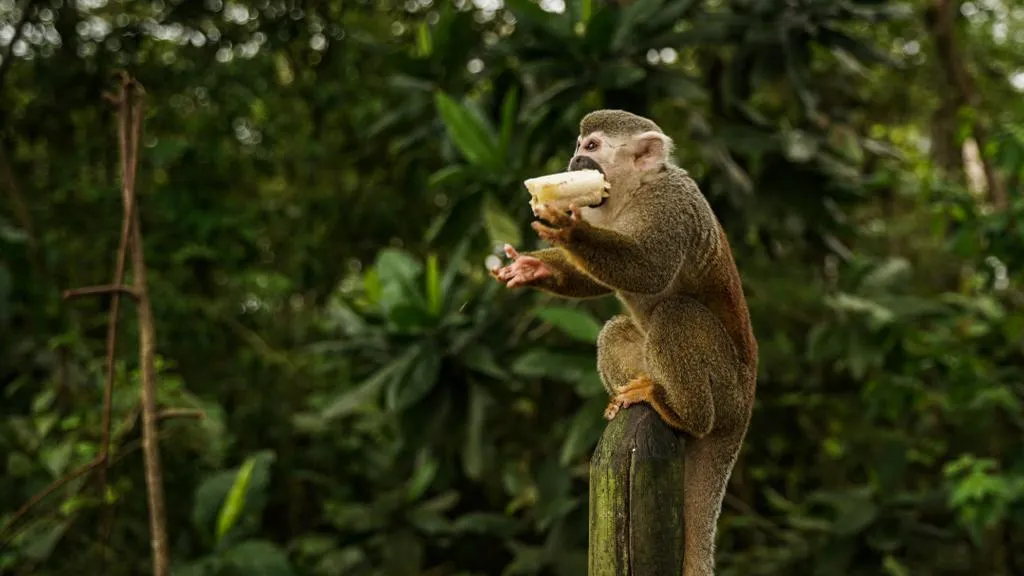 ¿Cuáles son los delitos por alimentar monos titis?