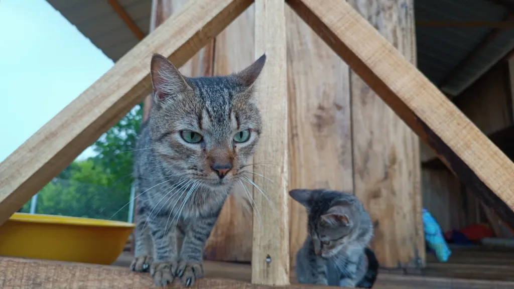 Centro de Bienestar Animal en San Vicente del Caguán: Una iniciativa para el cuidado de animales abandonados
