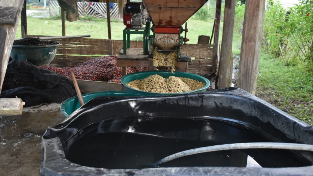 El café, nuevo “fruto de oro” para la comunidad indígena Páez en Mesetas