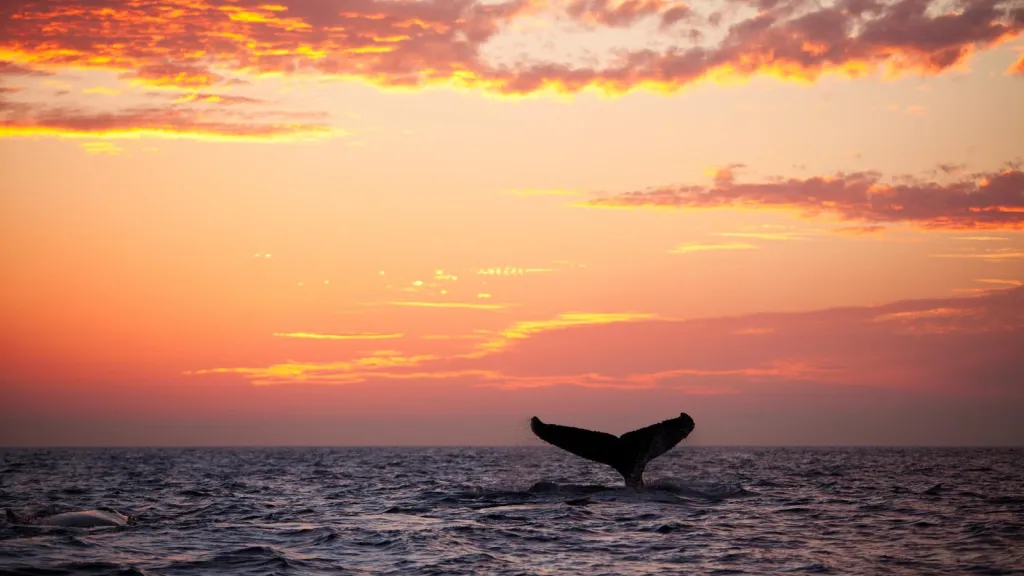 La mágica visita de ballenas en Buenaventura valle del cauca 