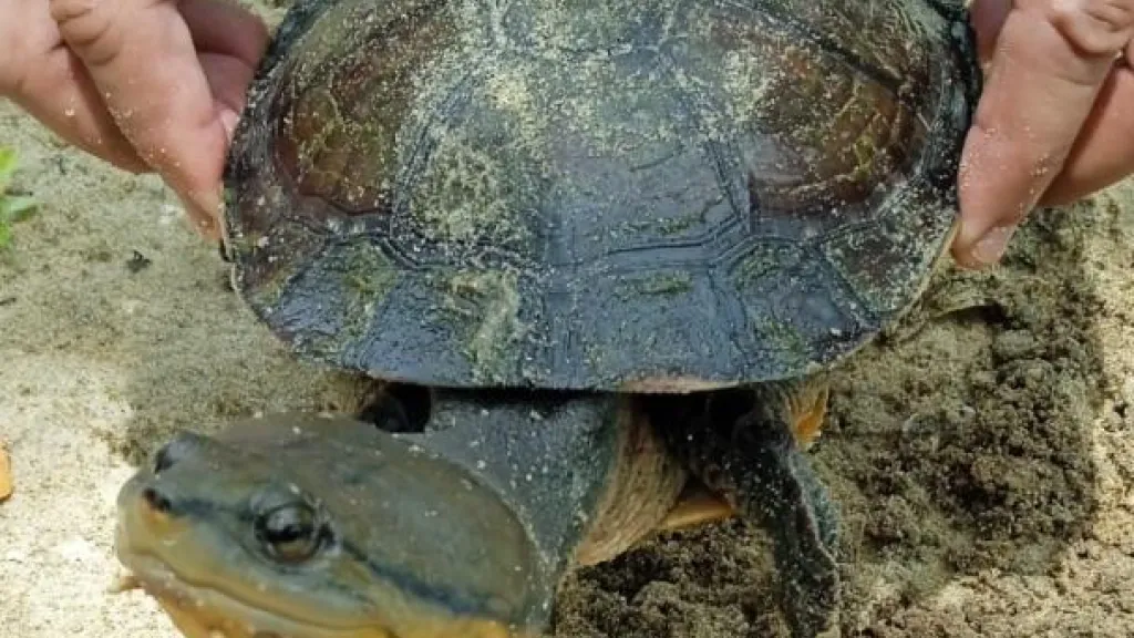 santuario para la tortuga palmera