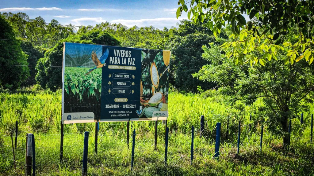 “Viveros para la Paz”, la iniciativa en Codazzi que reemplaza cultivos ilícitos con cacao