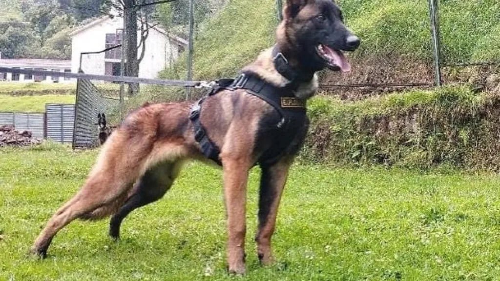 Wilson, continúa la búsqueda del perro rescatista en la selva del Guaviare