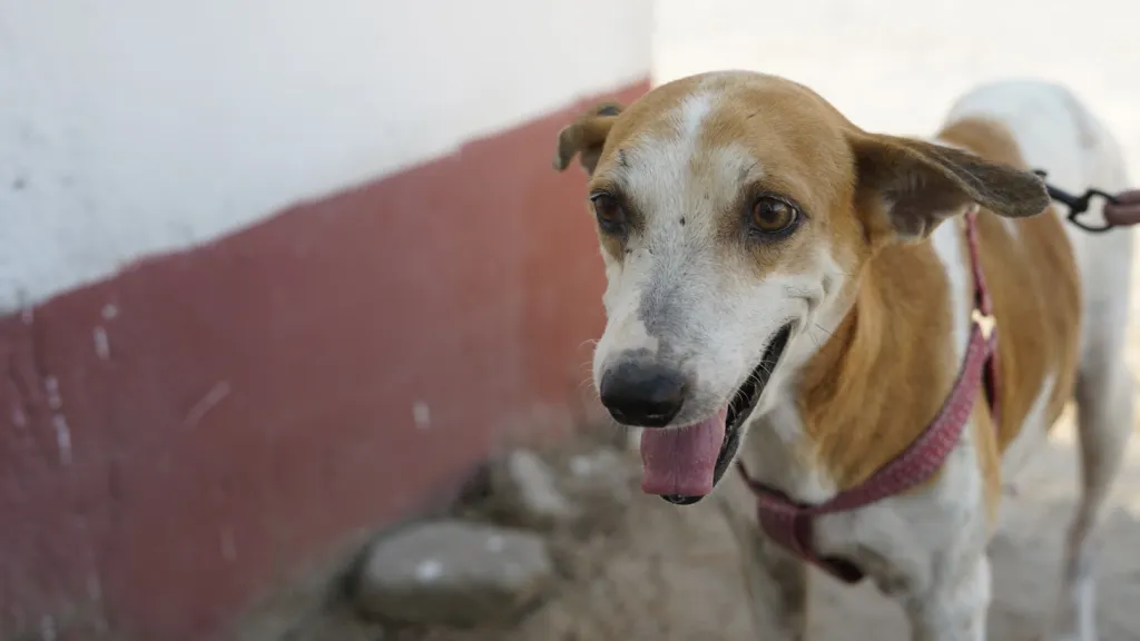 Animales abandonados: perros y gatos sin hogar en Colombia