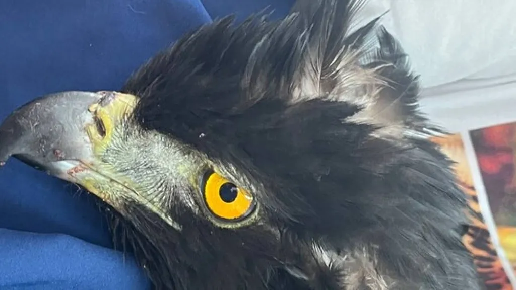 Rescatan un águila real de montaña en Huila