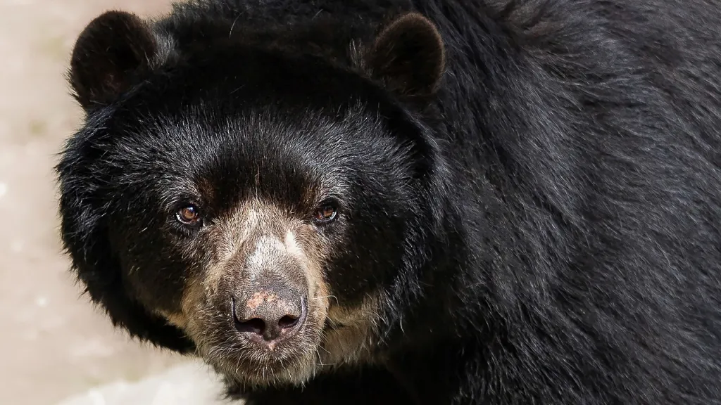 ¿Cuáles son los animales en peligro de extinción en Colombia?