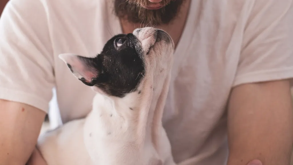 Las mascotas en Colombia viven menos que en otros países ¿Por qué?