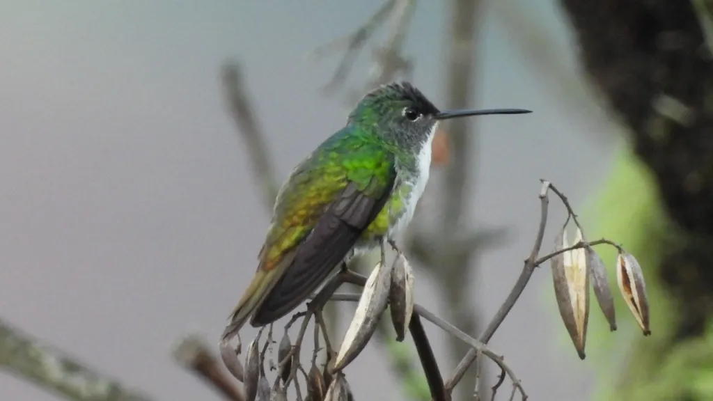 Especies de aves en Colombia