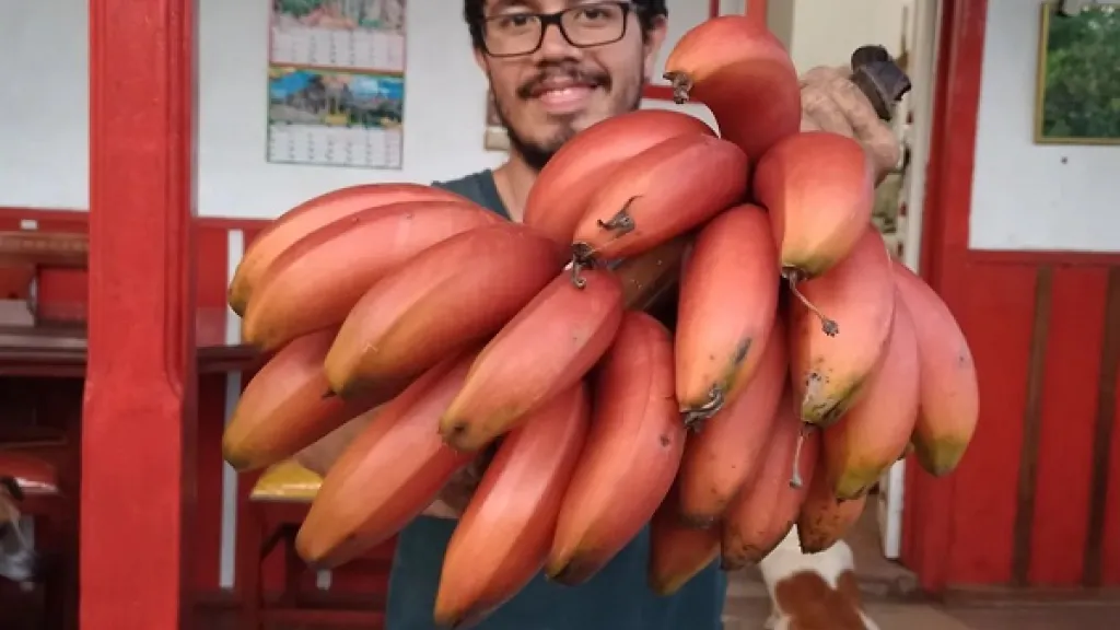 Banano Morado