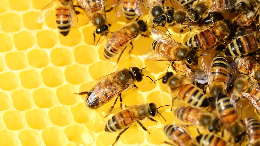 Día Mundial de las Abejas: por qué se celebra, importancia y beneficios