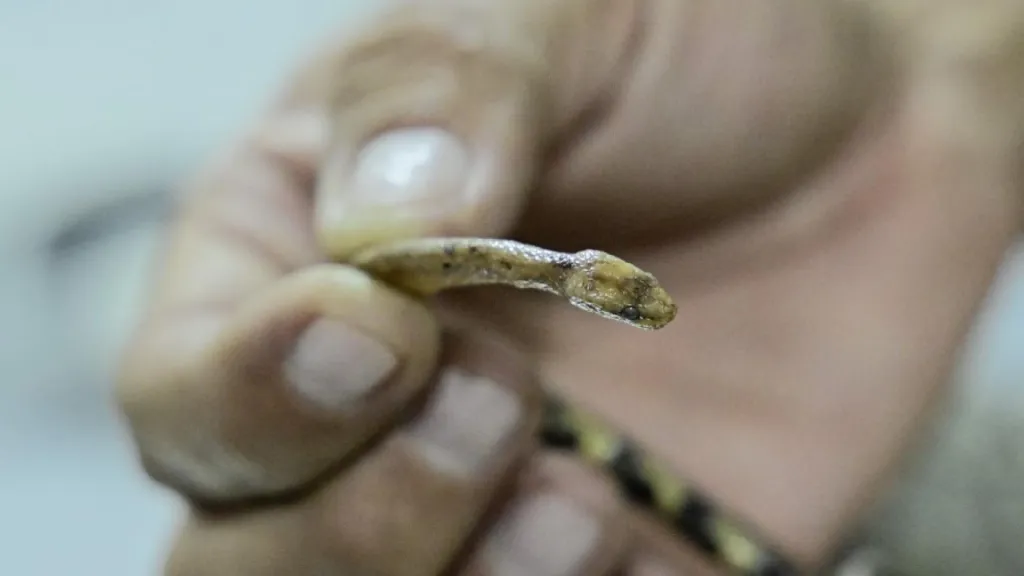 Nueva especie de boa enana