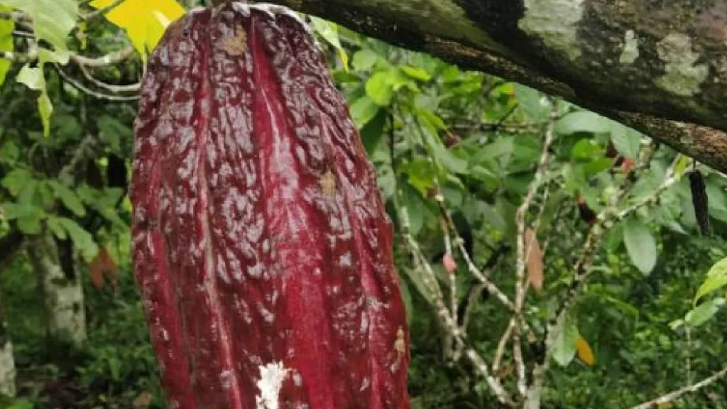 Cacao de Muzo Boyacá: clase mundial, características e importancia  