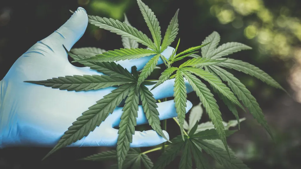 El primer dispensario legal de cannabis en Colombia está en el Quindío