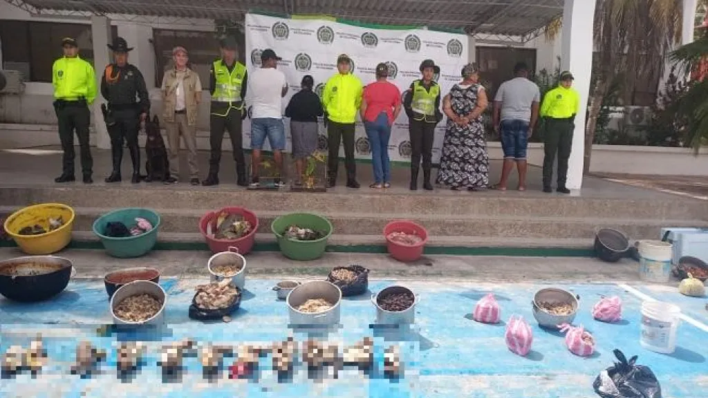 Cayó red que vendía carne de tortugas en vía de extinción 