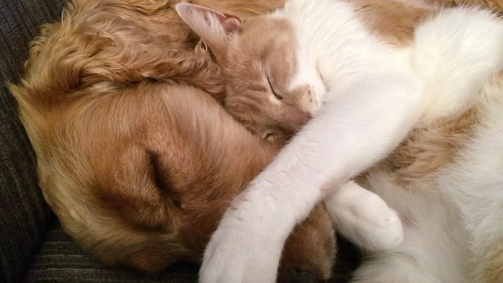 Enfermedades comunes en perros y gatos: moquillo e insuficiencia renal