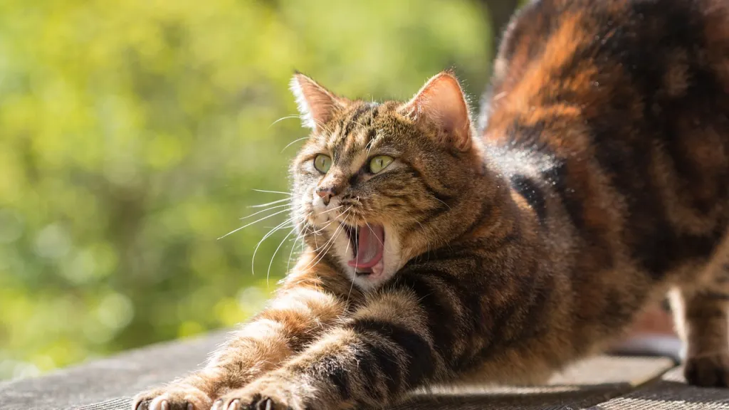 Nueva especie de felino en Colombia 2023: El Gato de Nariño 