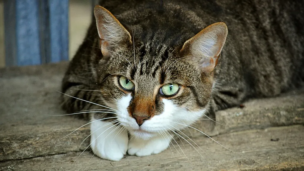 Gato: cuál es su significado en diferentes culturas