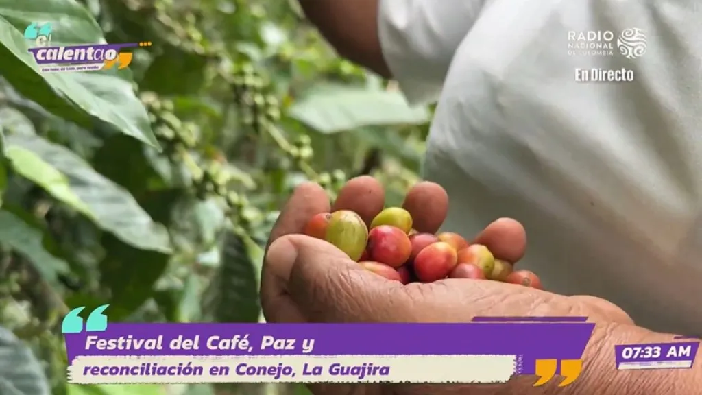 Cafeteros en  La Guajira.