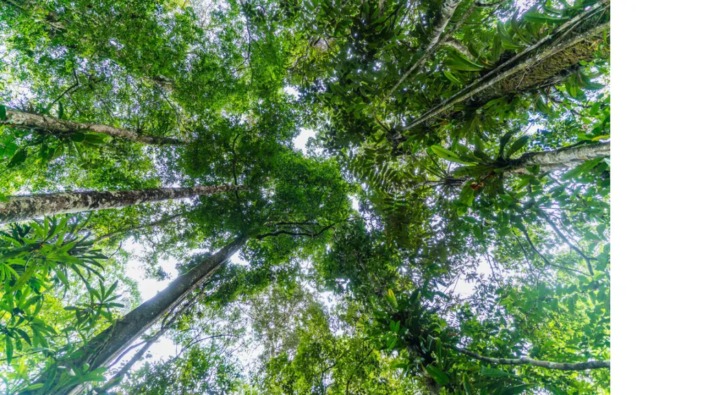 Conmemoración del día Internacional de la Preservación de los Bosques Tropicales tiene especial importancia en Colombia