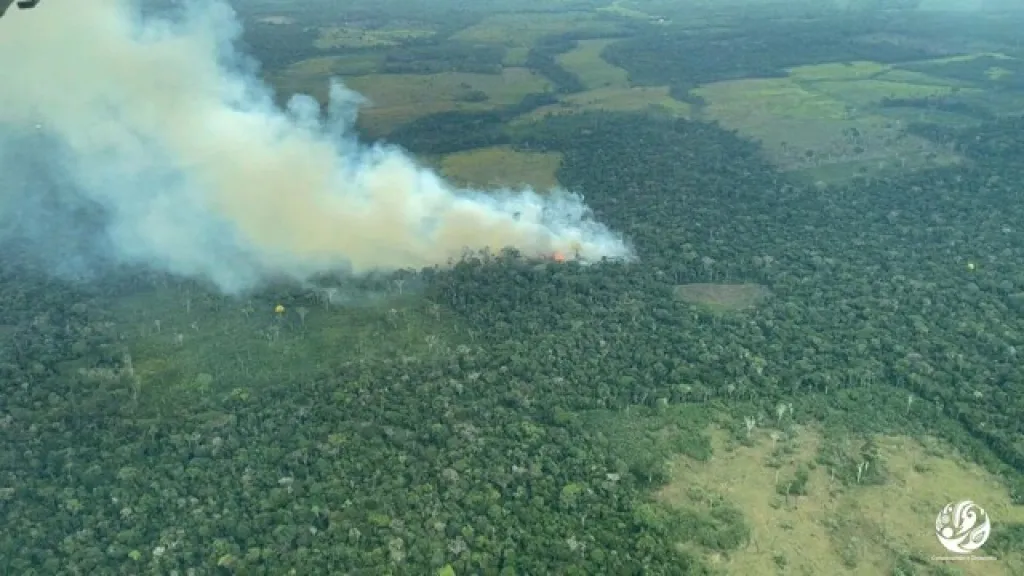 Anuncian inversión de recursos para combatir la deforestación en la Amazonía 