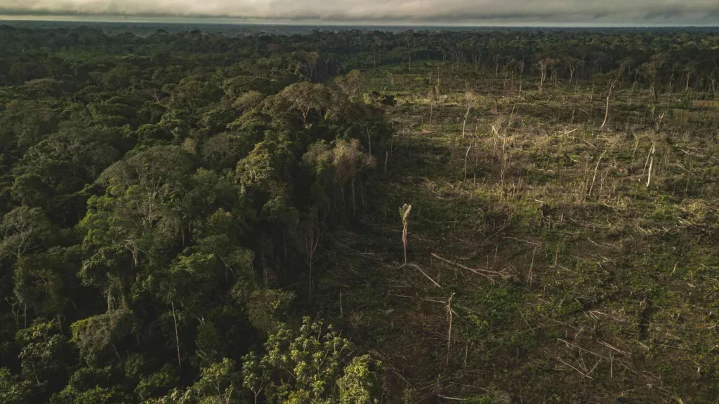 Deforestación en Colombia: cifras, lugares y ecosistemas