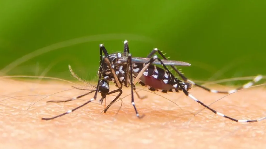 Dengue en Valle del Cauca: emergencia sanitaria y acciones preventivas