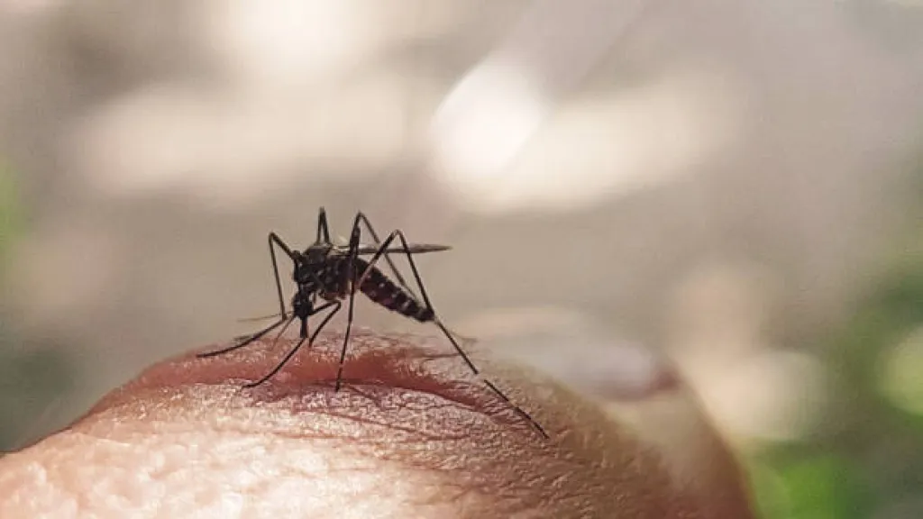 OPS alerta sobre aumento de casos de dengue en América Latina