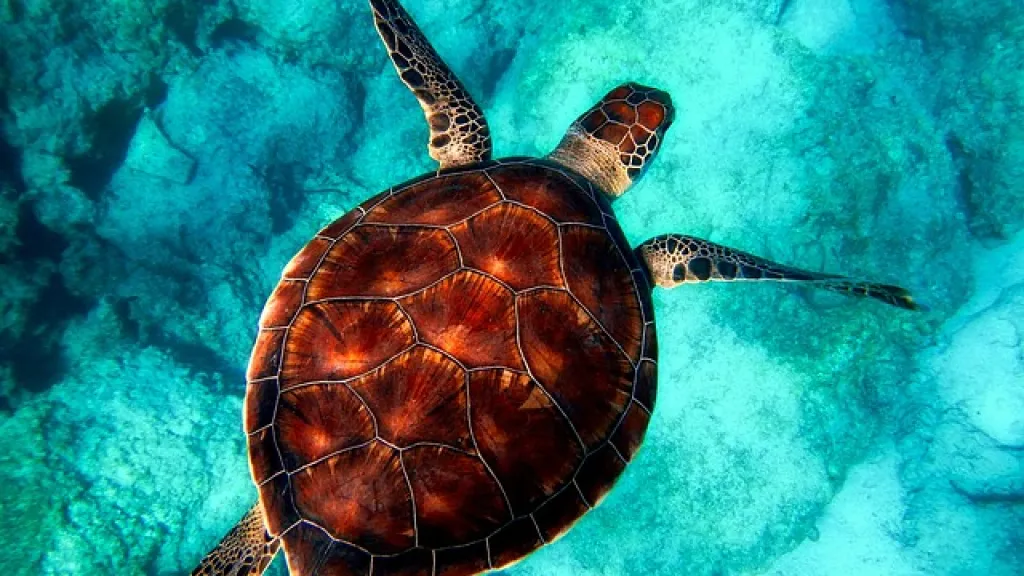 Día Mundial de los Océanos en Colombia: una mirada a nuestras riquezas marinas