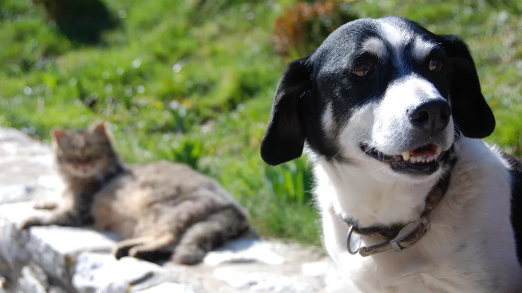 Manaure, Cesar: recompensa por responsable de muerte de perros y gatos