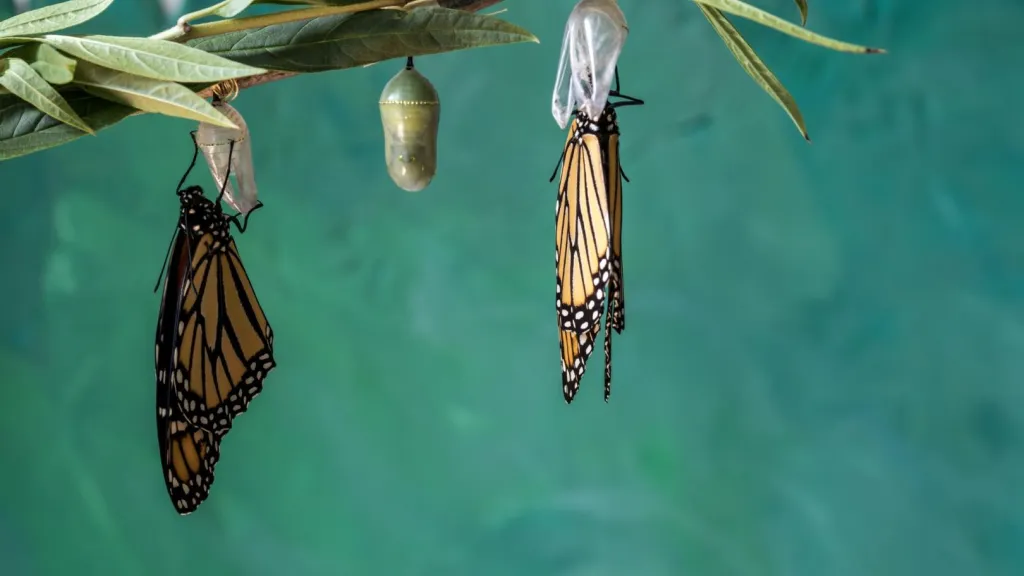 Metamorfosis en los animales: un fantástico proceso