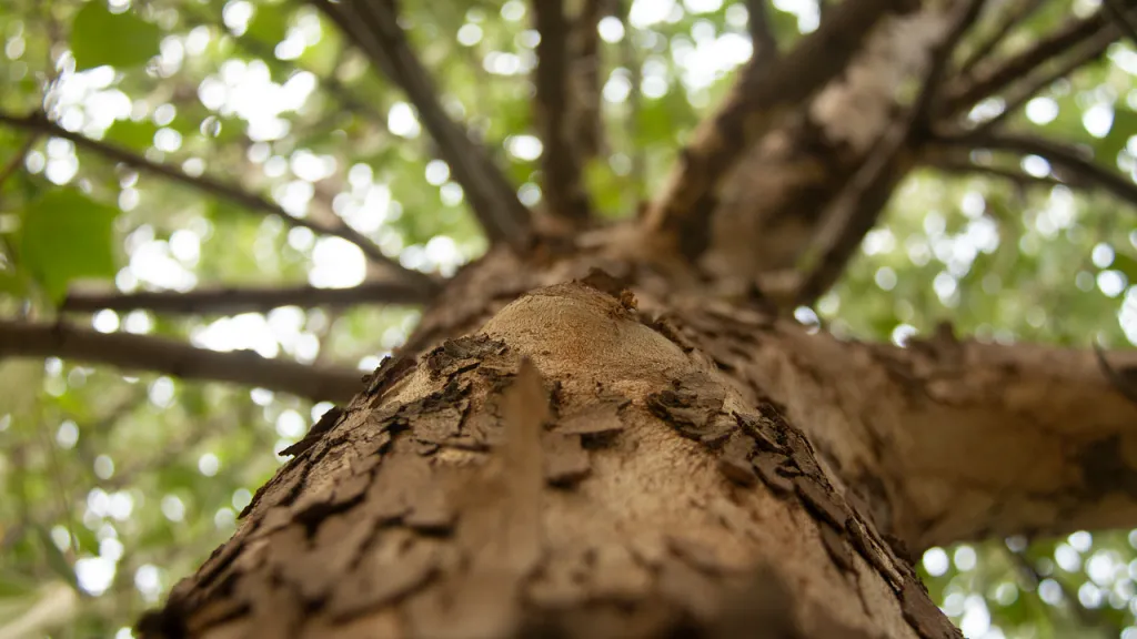 Se redujo un 86% la deforestación en el Meta en 2023