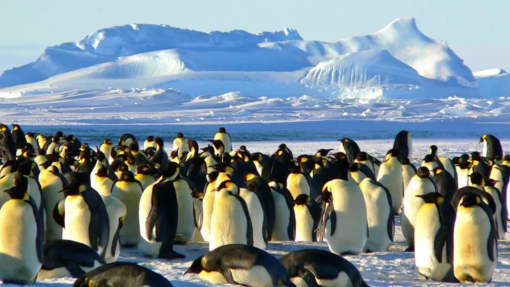 Fotos: Descubren nueva colonia de pingüinos emperador en la Antártida