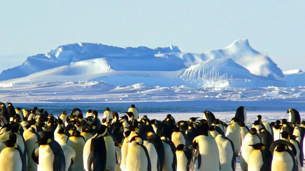Pingüinos emperador, afectados por deshielo precoz de la Antártida