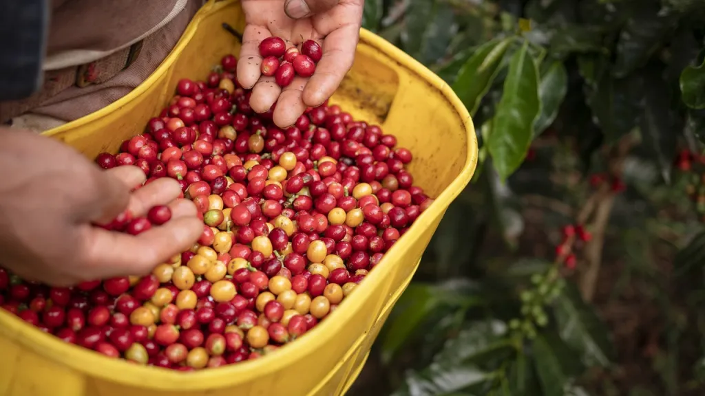 Situación cafeteros Colombia, retos y proyectos Gobierno Petro