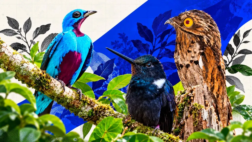 Feria de Aves de Santander 2027 en Topocoro, territorio con más de 580 especies registradas.
