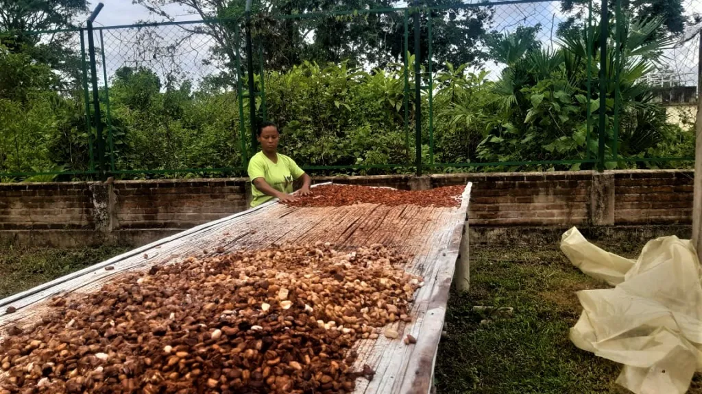 Transformación de cacao en Tumaco, Nariño