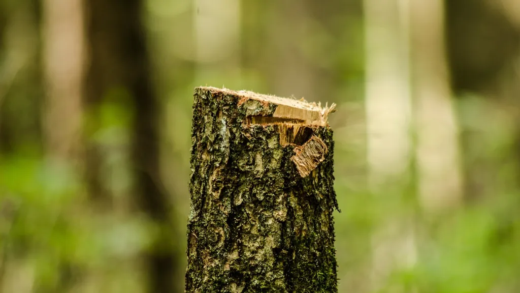 Impactos de la deforestación en el ecosistema y la sociedad: una llamada a la acción