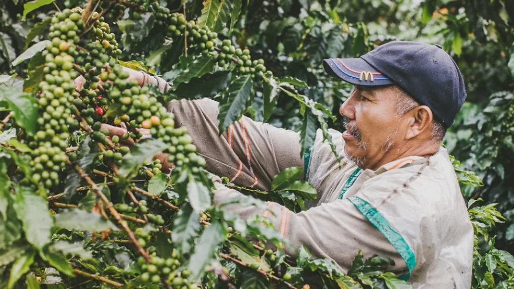 Familias productoras de café