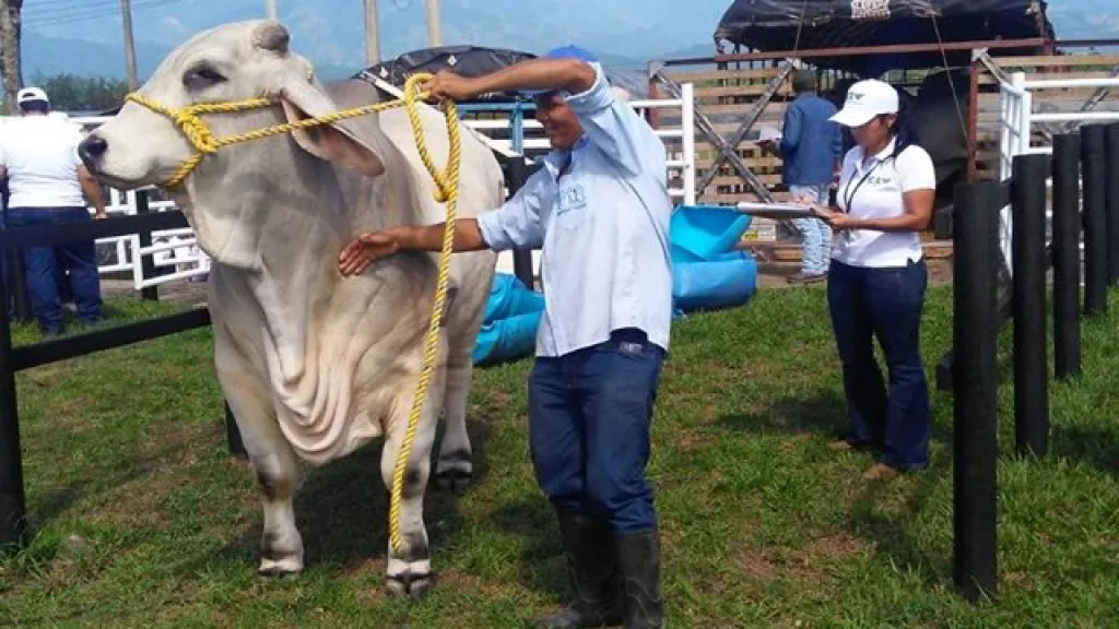 Feria Bovina 2023 