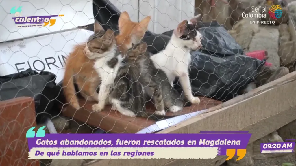 Rescate de gatos abandonados en Santa Marta