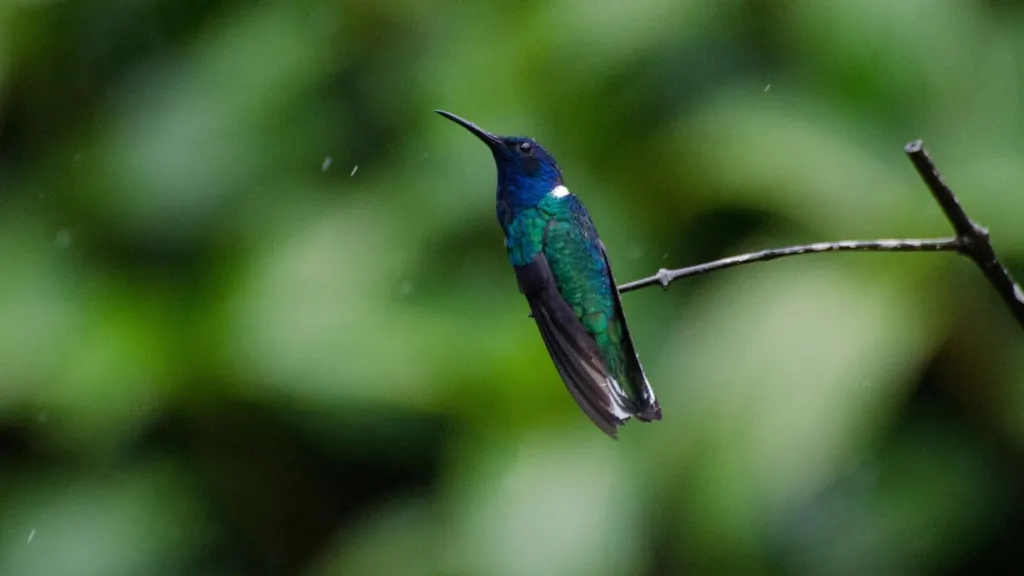 Colibríes hembras se disfrazan de machos