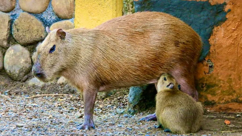 Animales