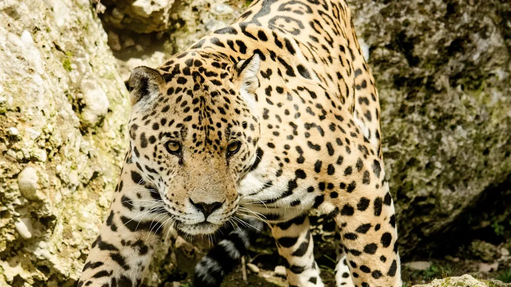Recompensa por asesinato de Jaguar en Ituango 