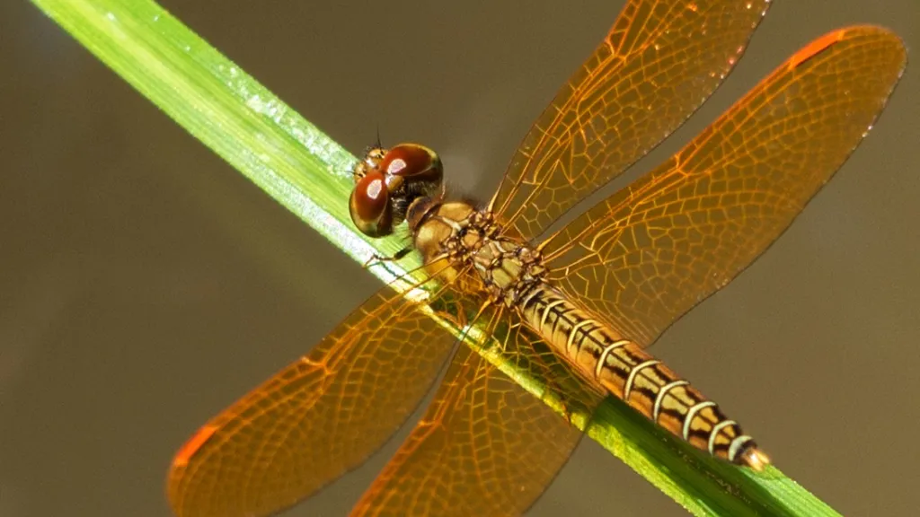 Top 10 de los insectos polinizadores del Amazonas