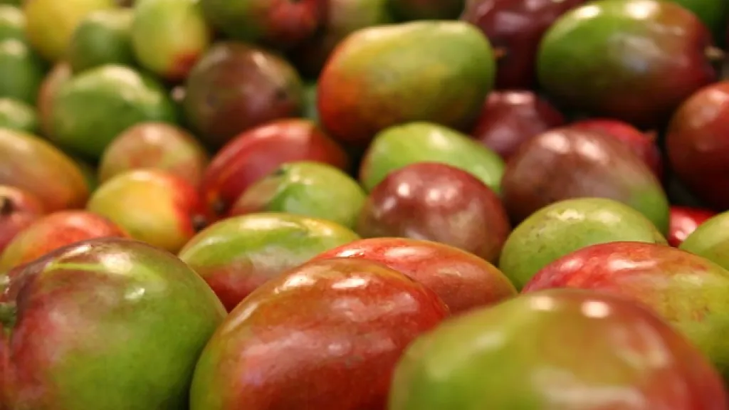 Mango