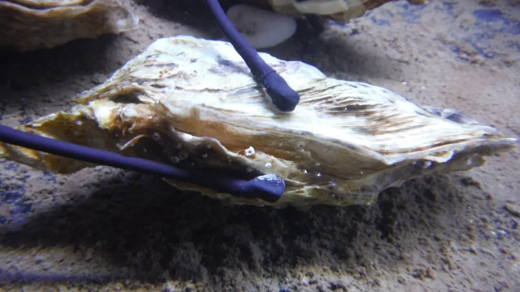 MolluScan: la solución biotecnológica francesa para monitorear la calidad del agua con moluscos