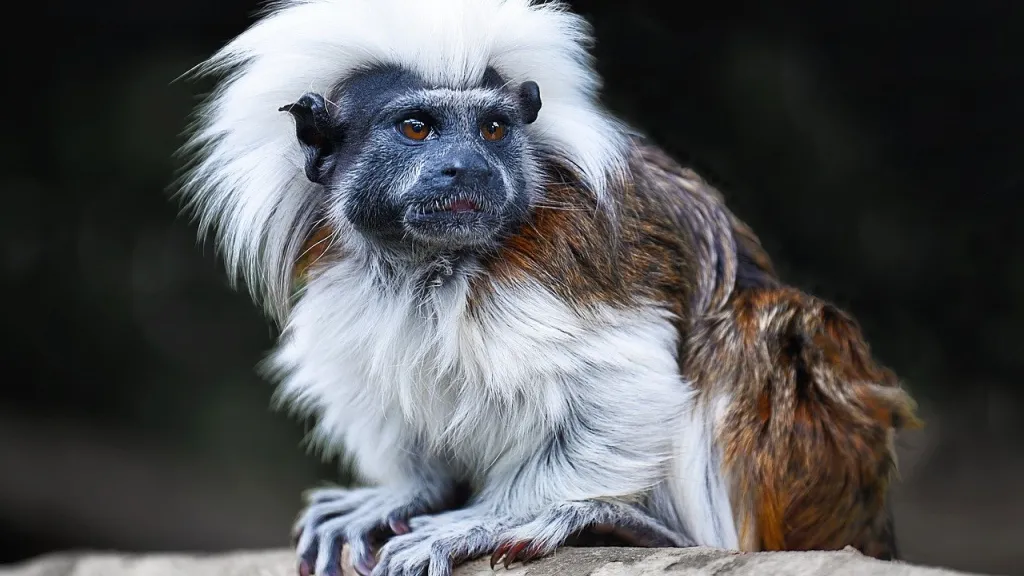 Mono tití cabeciblanco