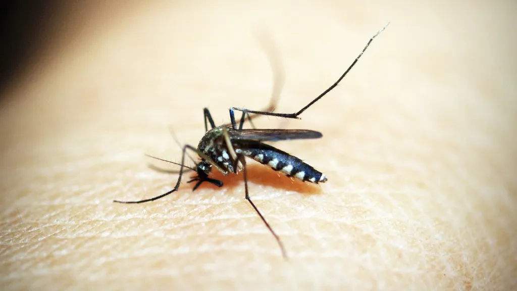 Aumento de casos de dengue en el Valle, 1400 casos por semana