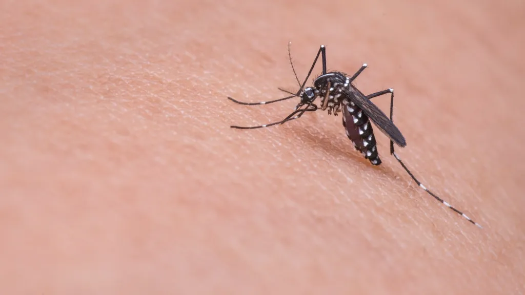 Casos de dengue en Santander, aumentan los casos en la región