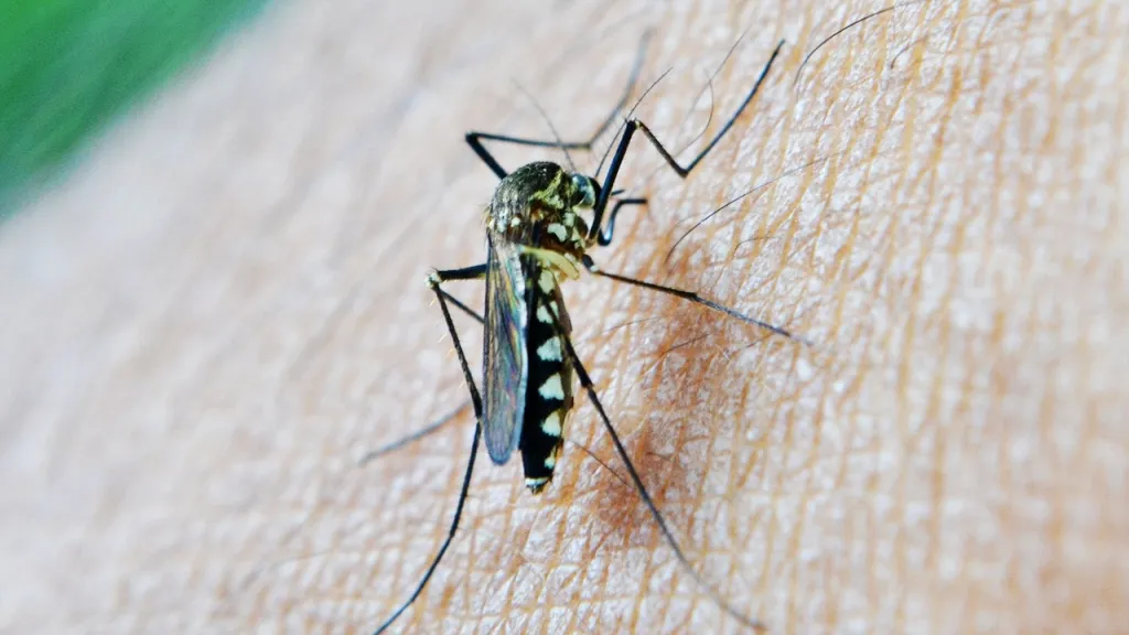 Malaria en Risaralda: municipios con alerta en 2023